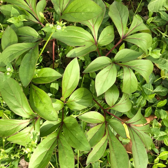 Meet your Posher, Jennifer - Picture 1 of 1